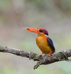Ceyx erithaca