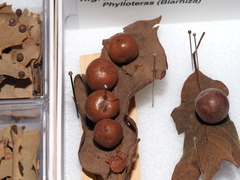 Atrusca quercuscentricola