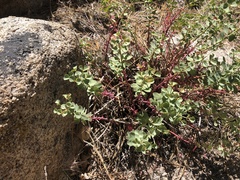 Tithymalus