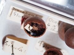 Atrusca quercuscentricola