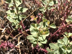 Tithymalus