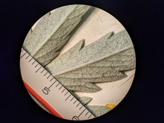 Potentilla effusa