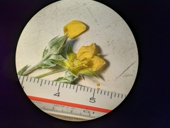 Potentilla effusa