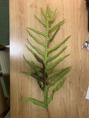 Microsorum scolopendria