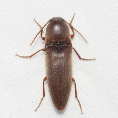 Diplostethus texanus