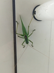 Tettigonia caudata