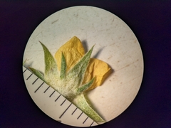 Potentilla effusa