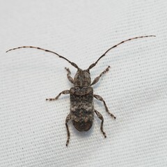 Ecyrus
