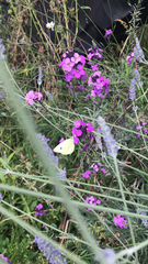 Pieris brassicae