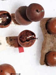 Atrusca quercuscentricola