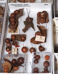 Atrusca quercuscentricola