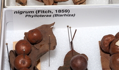 Atrusca quercuscentricola