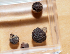 Andricus indistinctus