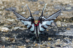 Protographium epidaus fenochionis
