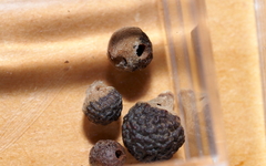 Andricus indistinctus