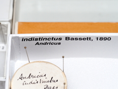 Andricus indistinctus