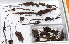 Callirhytis ellipsoida