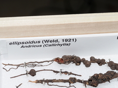 Callirhytis ellipsoida