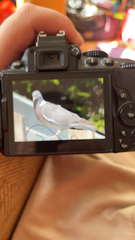 Columba palumbus