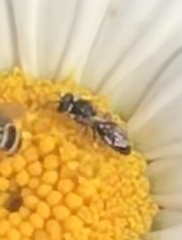 Hylaeus leptocephalus