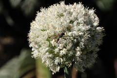 Cerceris concinna