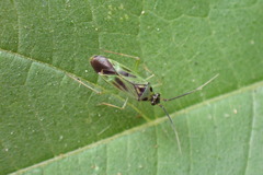 Ilnacora malina