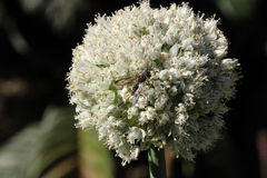 Cerceris concinna