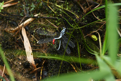 Philosina buchi