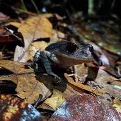 Leptobrachium pullum