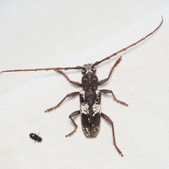 Enaphalodes taeniatus