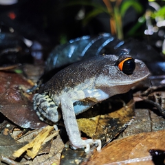 Leptobrachium pullum
