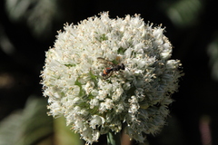 Cerceris concinna