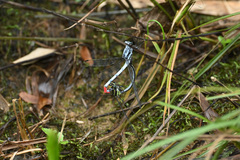Philosina buchi