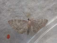 Eupithecia haworthiata