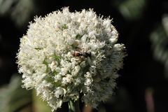 Cerceris concinna
