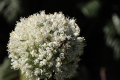 Cerceris concinna