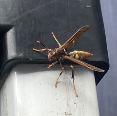 Polistes weyrauchorum