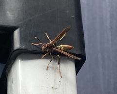 Polistes weyrauchorum