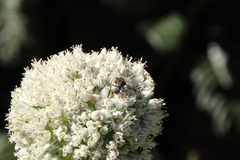 Cerceris concinna