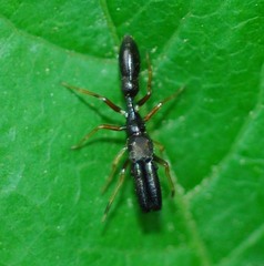 Myrmarachne kuwagata