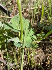 Callianthemum isopyroides