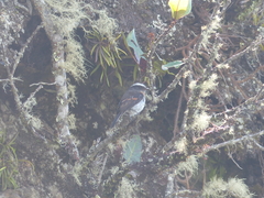 Ochthoeca rufipectoralis