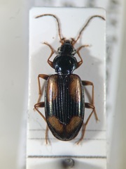 Bembidion bualei