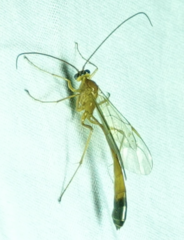 Enicospilus ramidulus