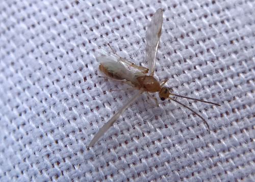 Asian Needle Ant photo 4