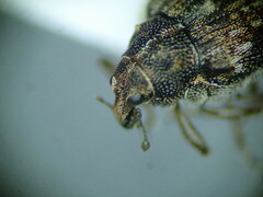 Rhinoncus bruchoides