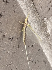 Pentagenia vittigera