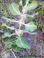 Asclepias arenaria