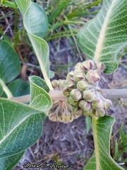 Asclepias arenaria