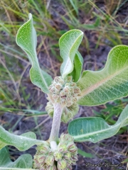 Asclepias arenaria